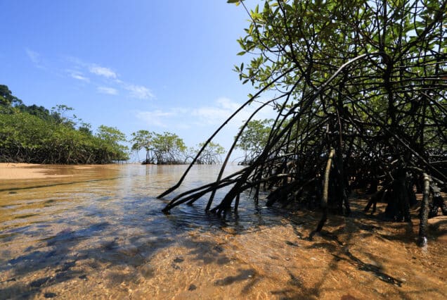 UAQ MANGROVES